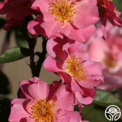 Clair Matin® 9 Clair Matin® -HEIRLOOM ROSES Sales clair matin logo 04