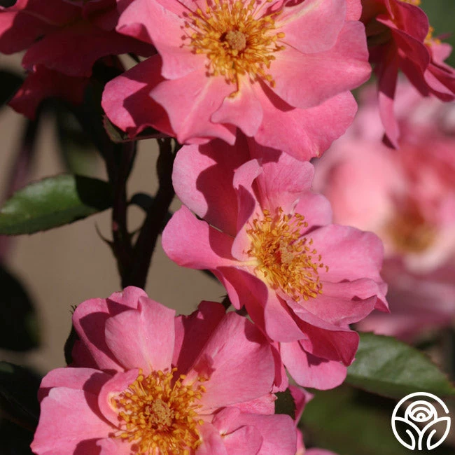 Clair Matin® 6 Clair Matin® - Image 4