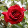 CL Étoile De Hollande -HEIRLOOM ROSES Sales cletoiledehollande logo 01