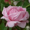 CL Mme Caroline Testout -HEIRLOOM ROSES Sales clmmecaronlinetestout logo