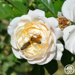 Cloud 10™ -HEIRLOOM ROSES Sales cloud 10 logo 01