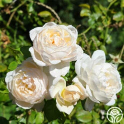 Cloud 10™ -HEIRLOOM ROSES Sales cloud 10 logo 02