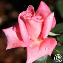 Cloud Nine -HEIRLOOM ROSES Sales cloud nine 2 1 1