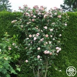 Colette® -HEIRLOOM ROSES Sales colette 5