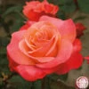 Colorific™ -HEIRLOOM ROSES Sales colorific 1 1 1