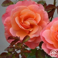 Colorific™ -HEIRLOOM ROSES Sales colorific 3 8