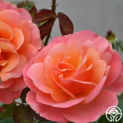 Colorific™ -HEIRLOOM ROSES Sales colorific 4