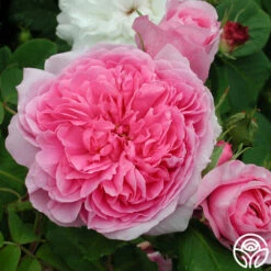 Comte De Chambord -HEIRLOOM ROSES Sales comte de chambord 1 1 1