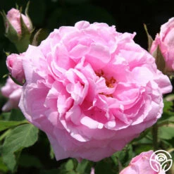 Comte De Chambord -HEIRLOOM ROSES Sales comte de chambord 3 1 2