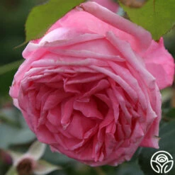 Coral Dawn® -HEIRLOOM ROSES Sales coral dawn 23