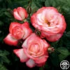 Coretta Scott King -HEIRLOOM ROSES Sales coretta scott king 1 1