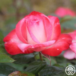 Coretta Scott King -HEIRLOOM ROSES Sales coretta scott king 3 6