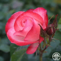 Coretta Scott King -HEIRLOOM ROSES Sales coretta scott king 4 2