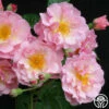 Cornelia -HEIRLOOM ROSES Sales cornelia 1 1