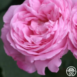 Coupe D' Hebe 17 Coupe D' Hebe -HEIRLOOM ROSES Sales coupe d hebe 1