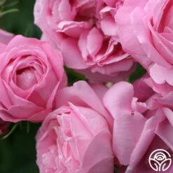 Coupe D' Hebe 14 Coupe D' Hebe -HEIRLOOM ROSES Sales coupe d hebe 2