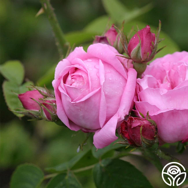 Coupe D' Hebe 3 Coupe D' Hebe