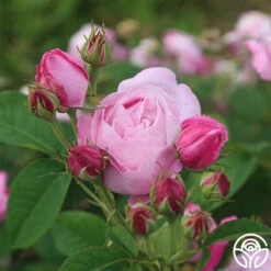 Coupe D' Hebe 16 Coupe D' Hebe -HEIRLOOM ROSES Sales coupe d hebe 4