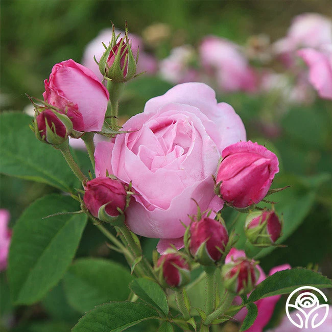 Coupe D' Hebe 9 Coupe D' Hebe - Image 7