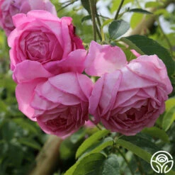 Coupe D' Hebe 12 Coupe D' Hebe -HEIRLOOM ROSES Sales coupe d hebe 6