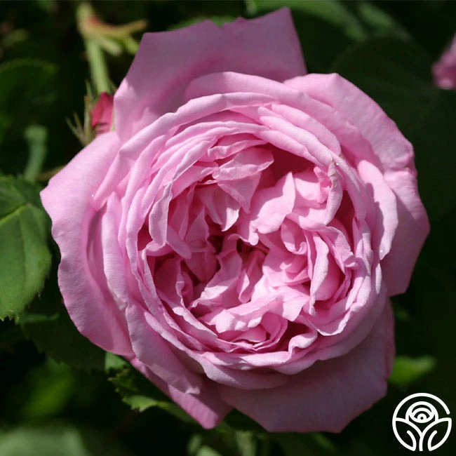 Coupe D' Hebe 4 Coupe D' Hebe - Image 2