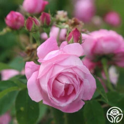 Coupe D' Hebe 13 Coupe D' Hebe -HEIRLOOM ROSES Sales coupe d hebe 8