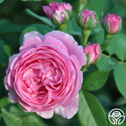 Coupe D' Hebe 15 Coupe D' Hebe -HEIRLOOM ROSES Sales coupe d hebe 9