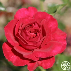 Courageous™ -HEIRLOOM ROSES Sales courageous 1