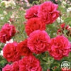 Courageous™ -HEIRLOOM ROSES Sales courageous 16