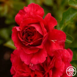 Courageous™ -HEIRLOOM ROSES Sales courageous 18