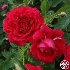 Courageous™ -HEIRLOOM ROSES Sales courageous 2