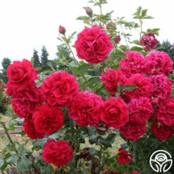 Courageous™ -HEIRLOOM ROSES Sales courageous 6