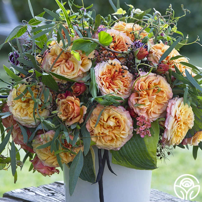 Sunbelt® Crazy Love™ 4 Sunbelt® Crazy Love™ - Image 2