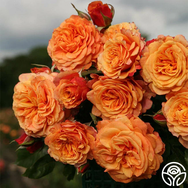 Sunbelt® Crazy Love™ 3 Sunbelt® Crazy Love™