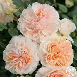 Veranda® Cream 13 Veranda® Cream -HEIRLOOM ROSES Sales cream veranda 1 1