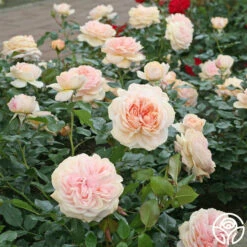 Veranda® Cream 17 Veranda® Cream -HEIRLOOM ROSES Sales cream veranda 2 1