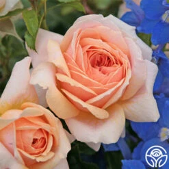 Veranda® Cream 16 Veranda® Cream -HEIRLOOM ROSES Sales cream veranda 3 1