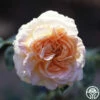 Créme De La Créme -HEIRLOOM ROSES Sales creme de la creme logo 01