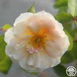 Crépuscule -HEIRLOOM ROSES Sales crepuscule 22