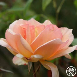 Crépuscule -HEIRLOOM ROSES Sales crepuscule logo 01