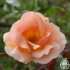 Crépuscule -HEIRLOOM ROSES Sales crepuscule logo 02