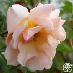 Crépuscule -HEIRLOOM ROSES Sales crepuscule logo 03