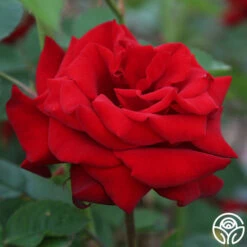 Crimson Bouquet™ -HEIRLOOM ROSES Sales crimson bouquet 0