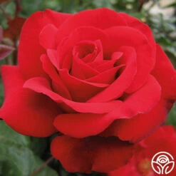 Crimson Bouquet™ -HEIRLOOM ROSES Sales crimson bouquet 2 8