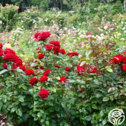 Crimson Bouquet™ -HEIRLOOM ROSES Sales crimson bouquet 4 1