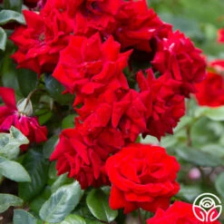 Crimson Bouquet™ -HEIRLOOM ROSES Sales crimson bouquet 5 8