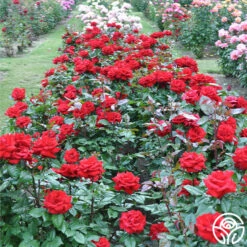 Crimson Bouquet™ -HEIRLOOM ROSES Sales crimson bouquet 6 7