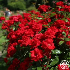Crimson Bouquet™ -HEIRLOOM ROSES Sales crimson bouquet 7 7