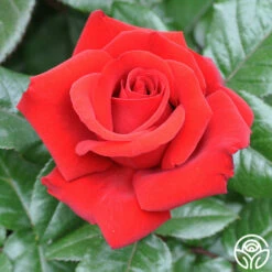 Crimson Bouquet™ -HEIRLOOM ROSES Sales crimson bouquet 8