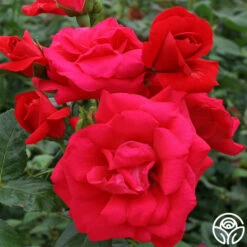 Crimson Sky -HEIRLOOM ROSES Sales crimson sky logo 02